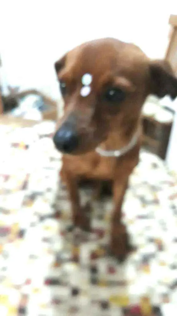 Cachorro raça  idade 1 ano nome Nina 