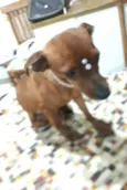 Cachorro raça  idade 1 ano nome Nina 