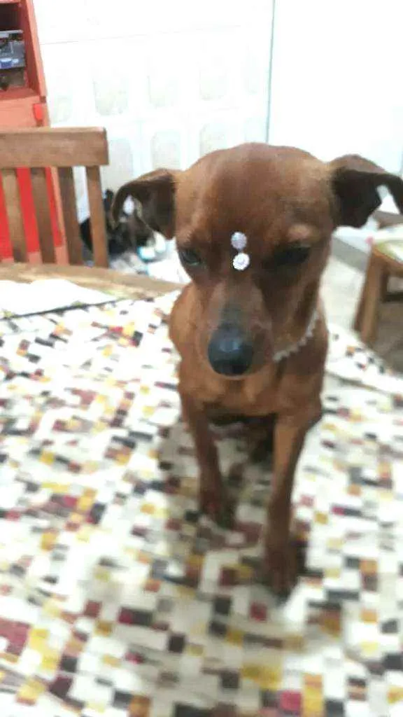 Cachorro raça  idade 1 ano nome Nina 