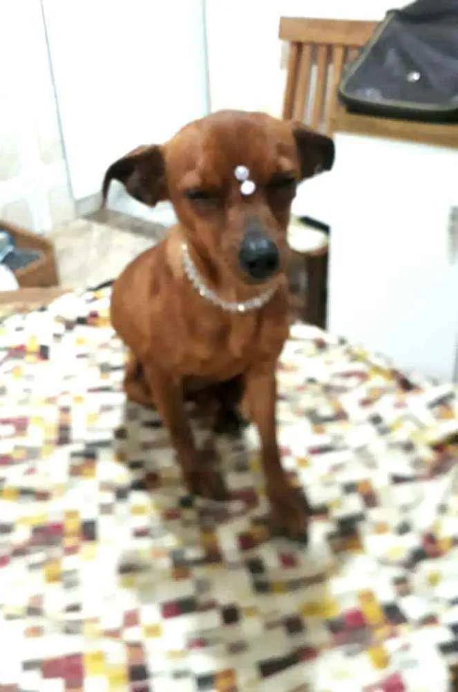 Cachorro raça  idade 1 ano nome Nina 