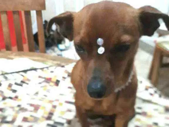 Cachorro raça  idade 1 ano nome Nina 