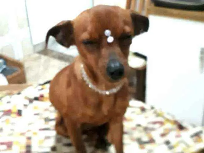 Cachorro raça  idade 1 ano nome Nina 
