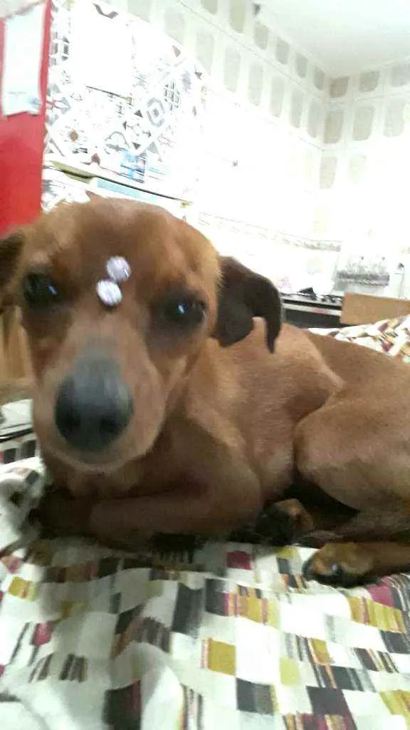 Cachorro raça  idade 1 ano nome Nina 