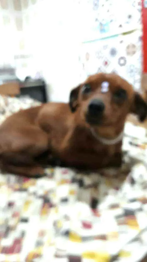 Cachorro raça  idade 1 ano nome Nina 