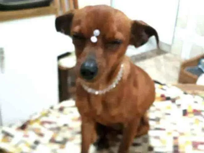 Cachorro raça  idade 1 ano nome Nina 