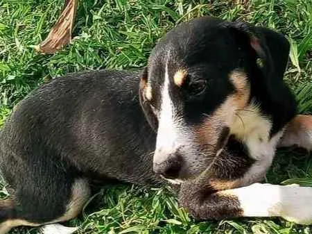 Cachorro ra a vira lata idade 7 a 11 meses nome malhado