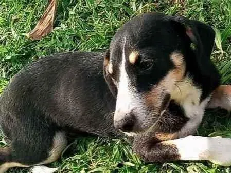 Cachorro ra a vira lata idade 7 a 11 meses nome malhado