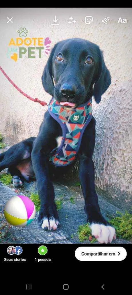 Cachorro ra a Srd idade 2 a 6 meses nome LIPPE