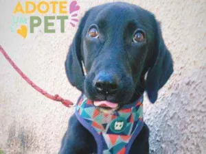 Cachorro raça Srd idade 2 a 6 meses nome LIPPE