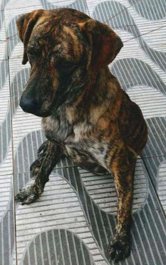 Cachorro ra a Srd idade 1 ano nome Julie