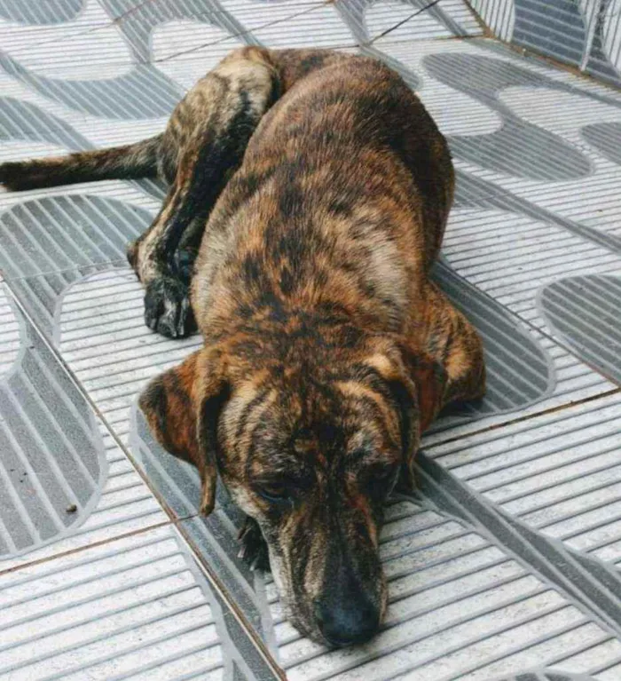 Cachorro ra a Srd idade 1 ano nome Julie