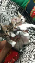 2 gatinhas