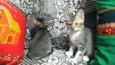 2 gatinhas