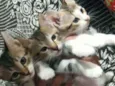 2 gatinhas