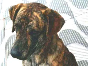 Cachorro raça Srd idade 1 ano nome Julie