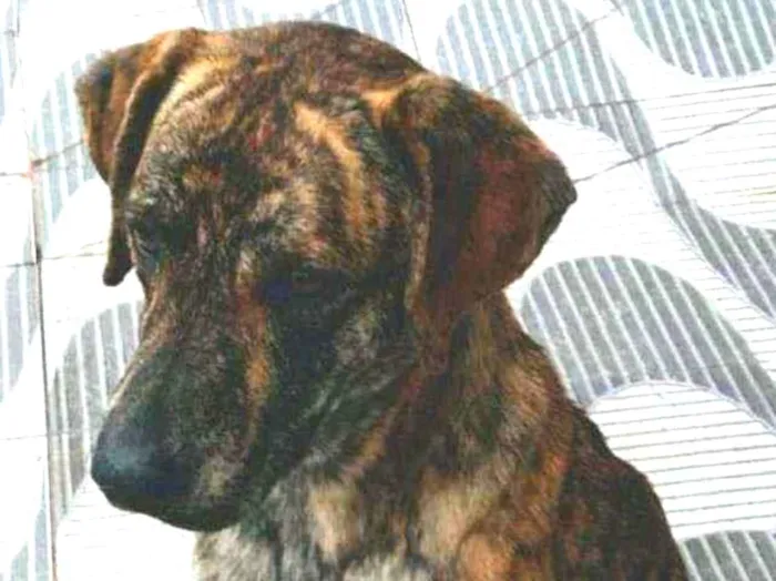 Cachorro ra a Srd idade 1 ano nome Julie