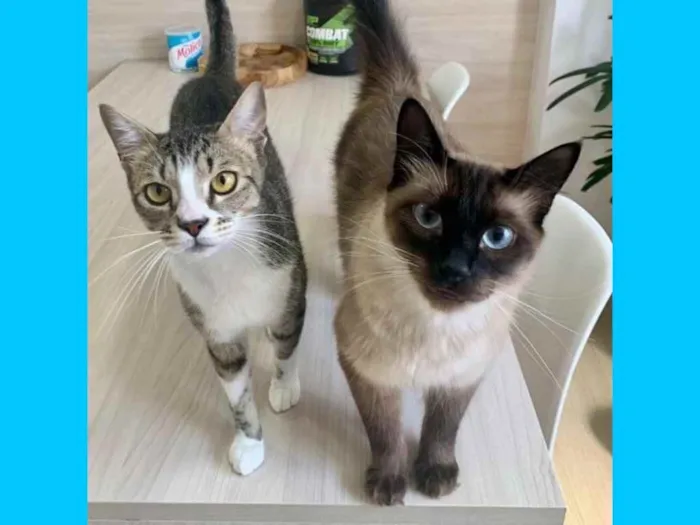 Gato ra a srd idade 1 ano nome JIU e JITSU