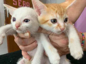 Gato raça Srd idade Abaixo de 2 meses nome Fofuras