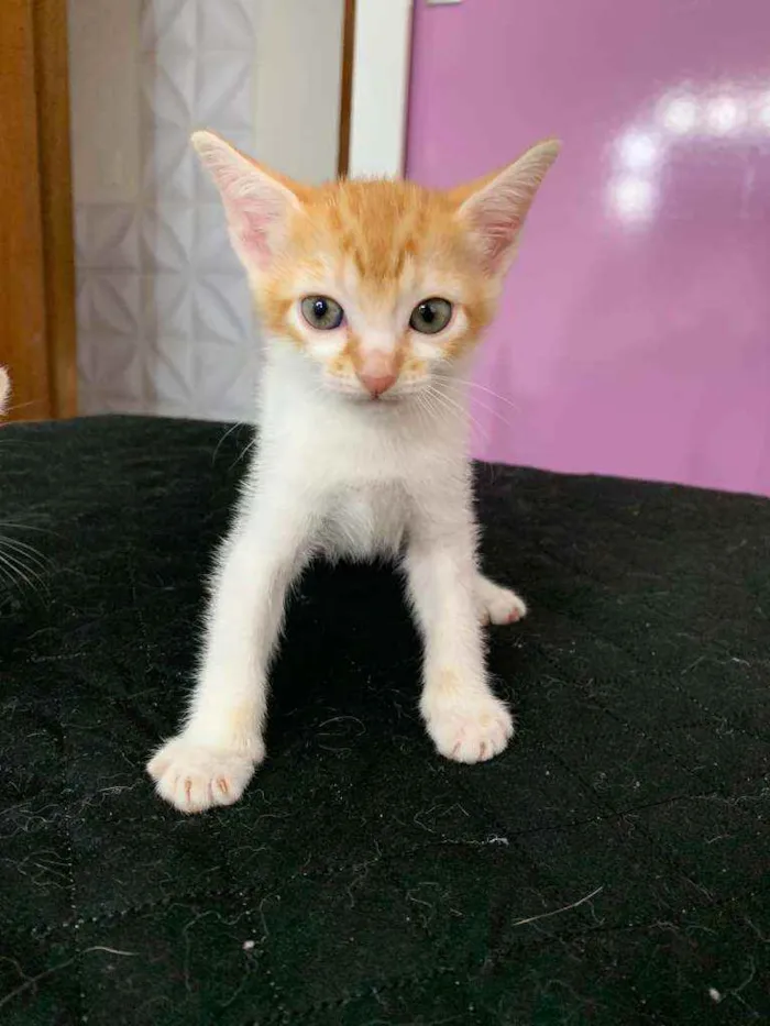 Gato raça Srd idade Abaixo de 2 meses nome Fofuras