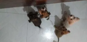 Cachorro raça Vira lata e Shitizu  idade Abaixo de 2 meses nome Três machos e 1 fême