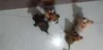 Três machos e 1 fême