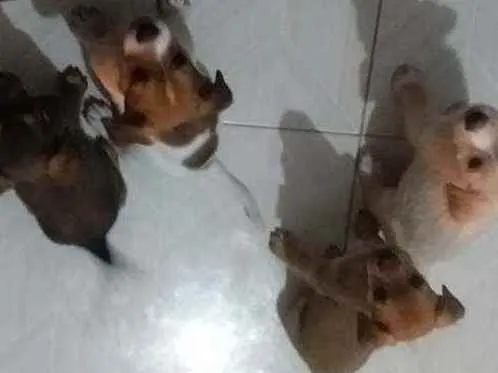 Cachorro raça Vira lata e Shitizu  idade Abaixo de 2 meses nome Três machos e 1 fême