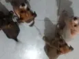 Três machos e 1 fême