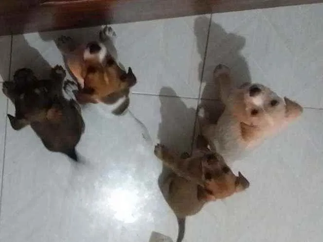 Cachorro raça Vira lata e Shitizu  idade Abaixo de 2 meses nome Três machos e 1 fême