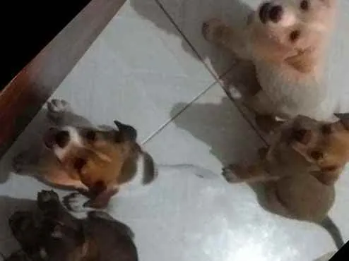 Cachorro raça Vira lata e Shitizu  idade Abaixo de 2 meses nome Três machos e 1 fême