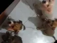 Três machos e 1 fême