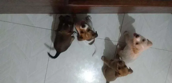 Cachorro raça Vira lata e Shitizu  idade Abaixo de 2 meses nome Três machos e 1 fême
