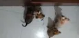 Três machos e 1 fême