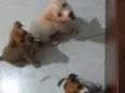 Três machos e 1 fême