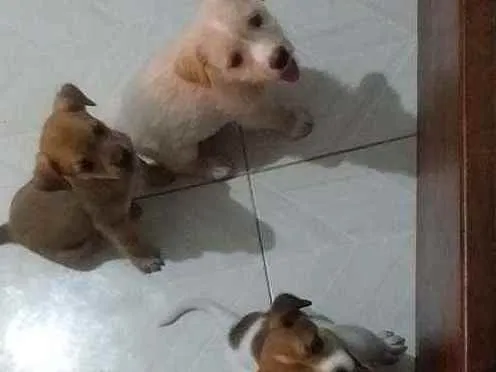 Cachorro raça Vira lata e Shitizu  idade Abaixo de 2 meses nome Três machos e 1 fême