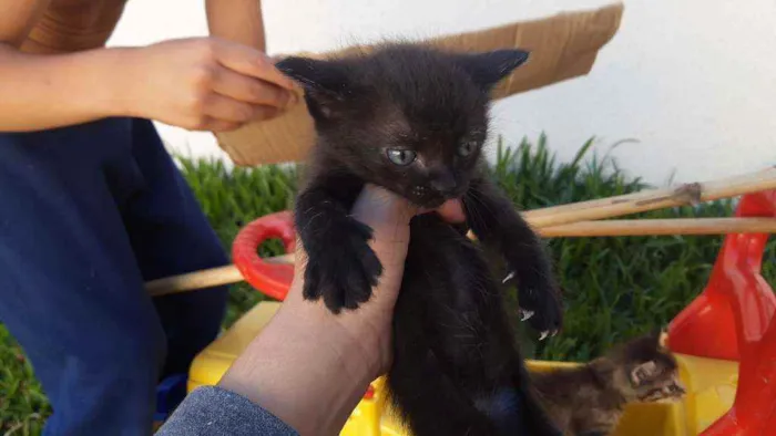 Gato ra a Vira lata na w idade Abaixo de 2 meses nome Florzinha