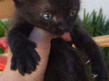 Gato ra a Vira lata na w idade Abaixo de 2 meses nome Florzinha