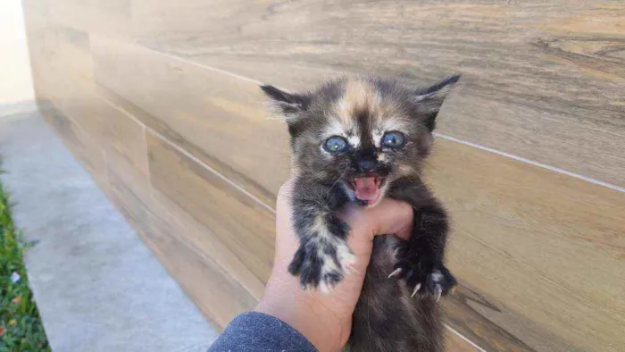 Gato ra a Vira lata  idade Abaixo de 2 meses nome Lindinha 