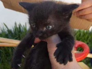 Gato raça Vira lata na w idade Abaixo de 2 meses nome Florzinha