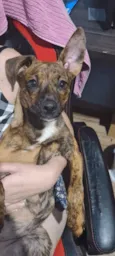 Scoobynha