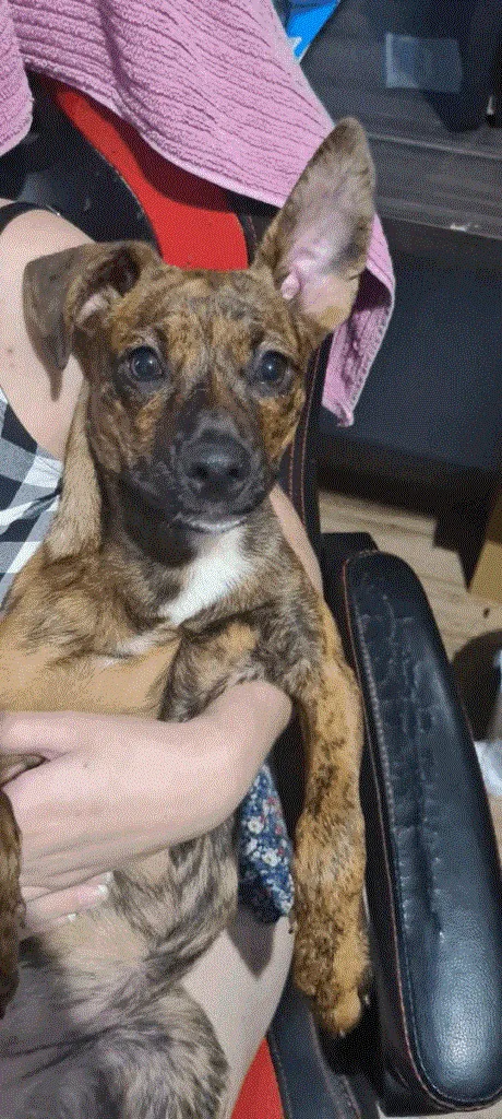 Cachorro ra a SRD idade 2 a 6 meses nome Scoobynha