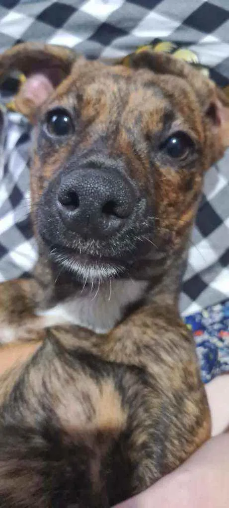 Cachorro ra a SRD idade 2 a 6 meses nome Scoobynha