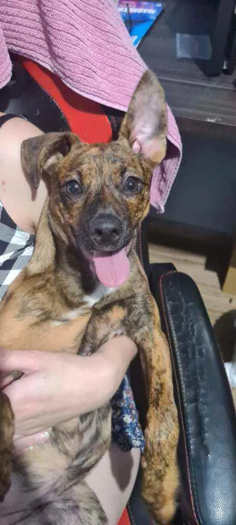 Cachorro ra a SRD idade 2 a 6 meses nome Scoobynha