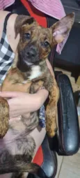 Scoobynha