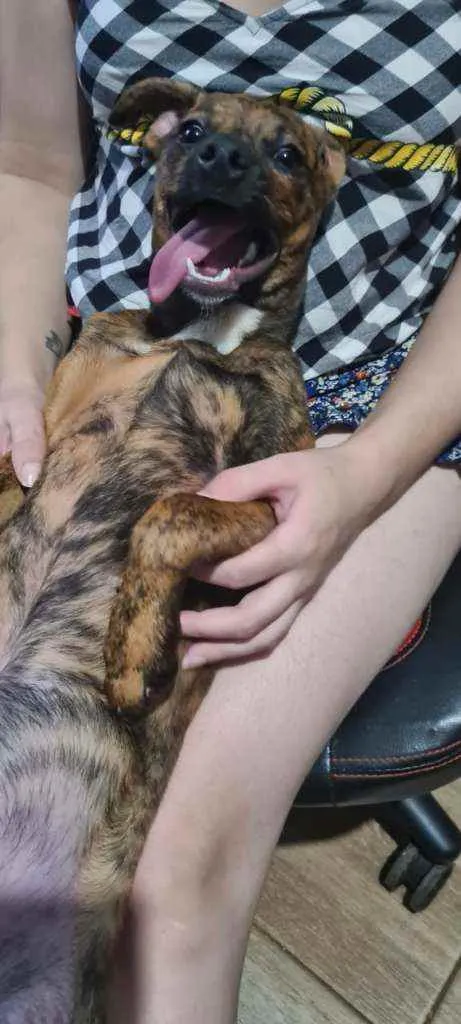 Cachorro ra a SRD idade 2 a 6 meses nome Scoobynha