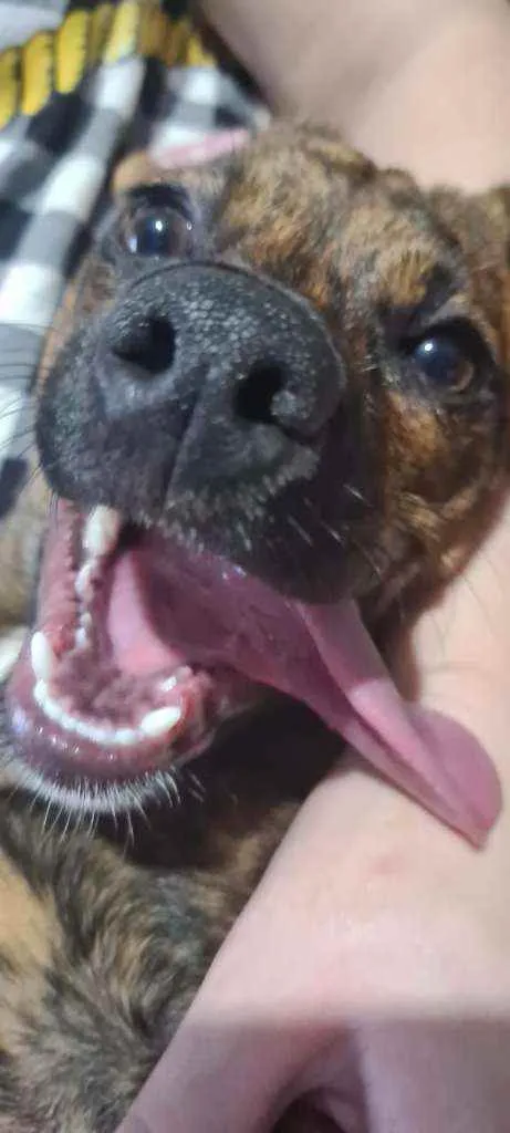Cachorro ra a SRD idade 2 a 6 meses nome Scoobynha