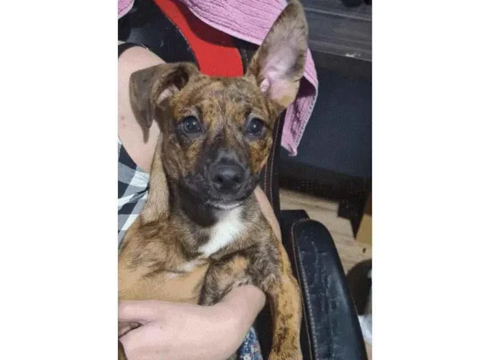 Cachorro ra a SRD idade 2 a 6 meses nome Scoobynha
