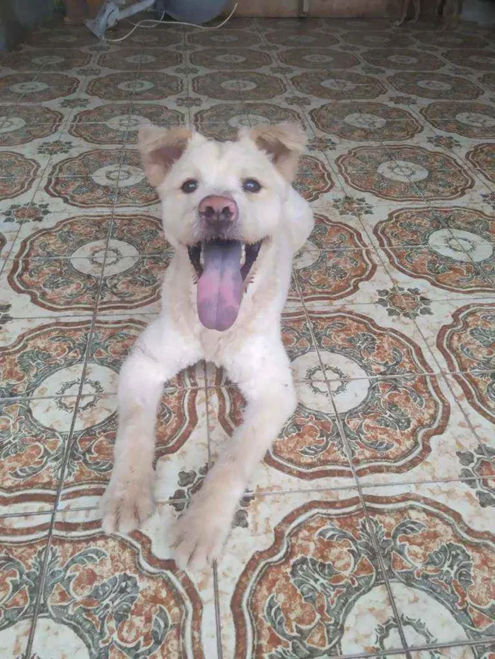 Cachorro ra a SRD idade 7 a 11 meses nome Pelúcio