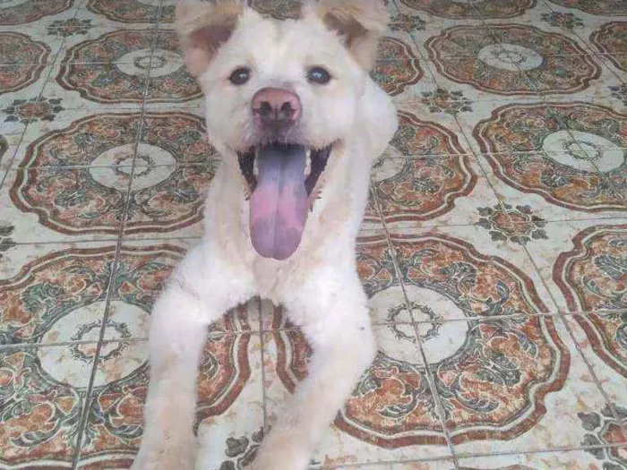Cachorro ra a SRD idade 7 a 11 meses nome Pelúcio