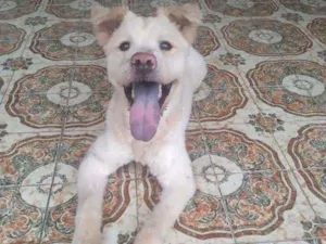 Cachorro raça SRD idade 7 a 11 meses nome Pelúcio
