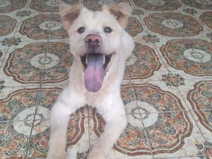 Cachorro ra a SRD idade 7 a 11 meses nome Pelúcio
